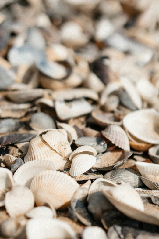 the shells are laying on the beach sand