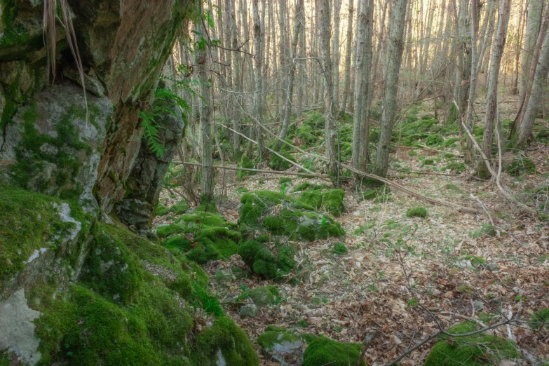 a dense, green forest filled with lots of moss