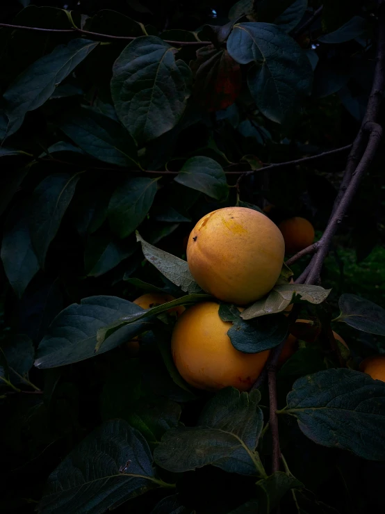 some very pretty fruit on a tree outside