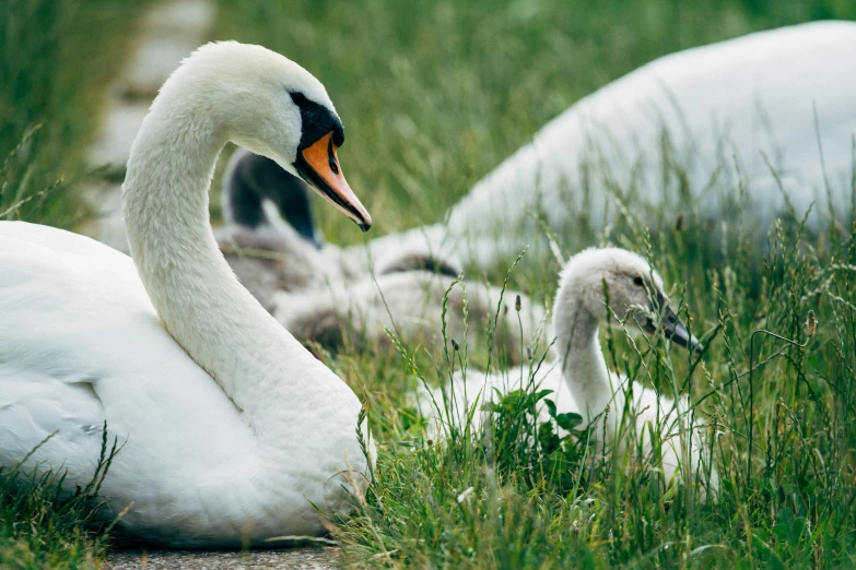 two large swans and two young ones near some tall grass