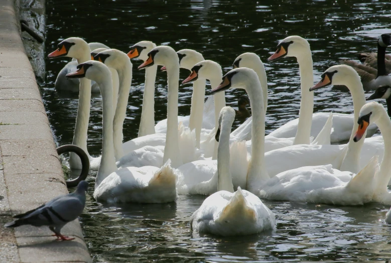 some geese are swimming on a body of water