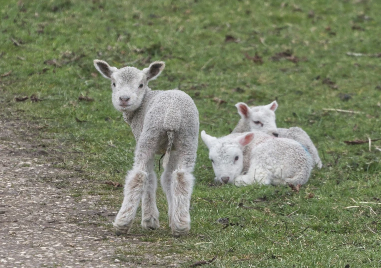 a baby lamb and its mother stand in the grass