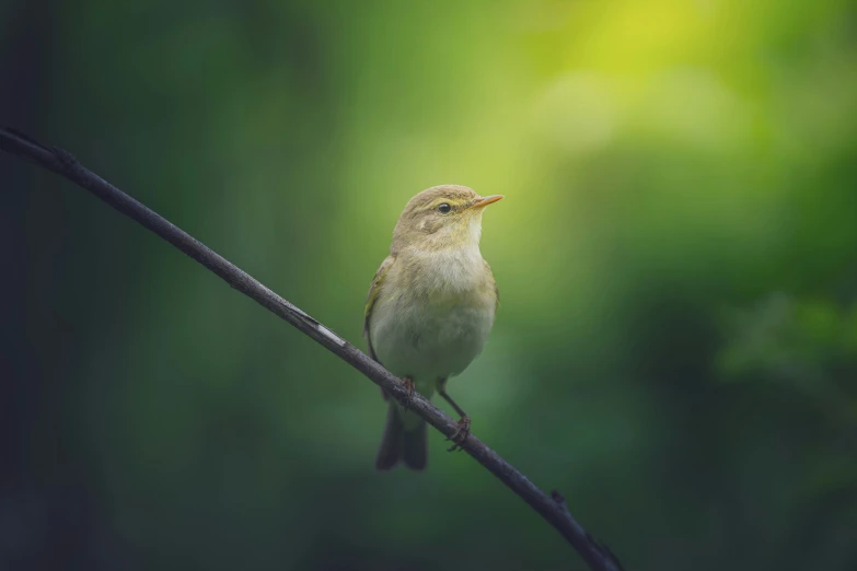 a brown bird sitting on a nch near a green background