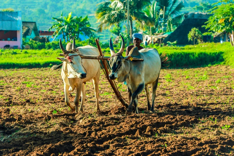 two oxen with long horns plow the ground