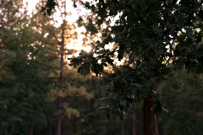 the sun is coming through the trees on a hazy day