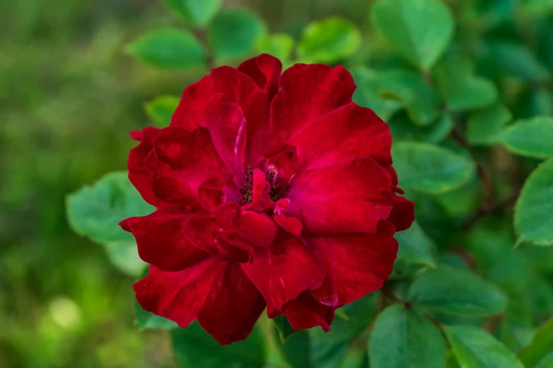 a red flower sitting in front of green leaves