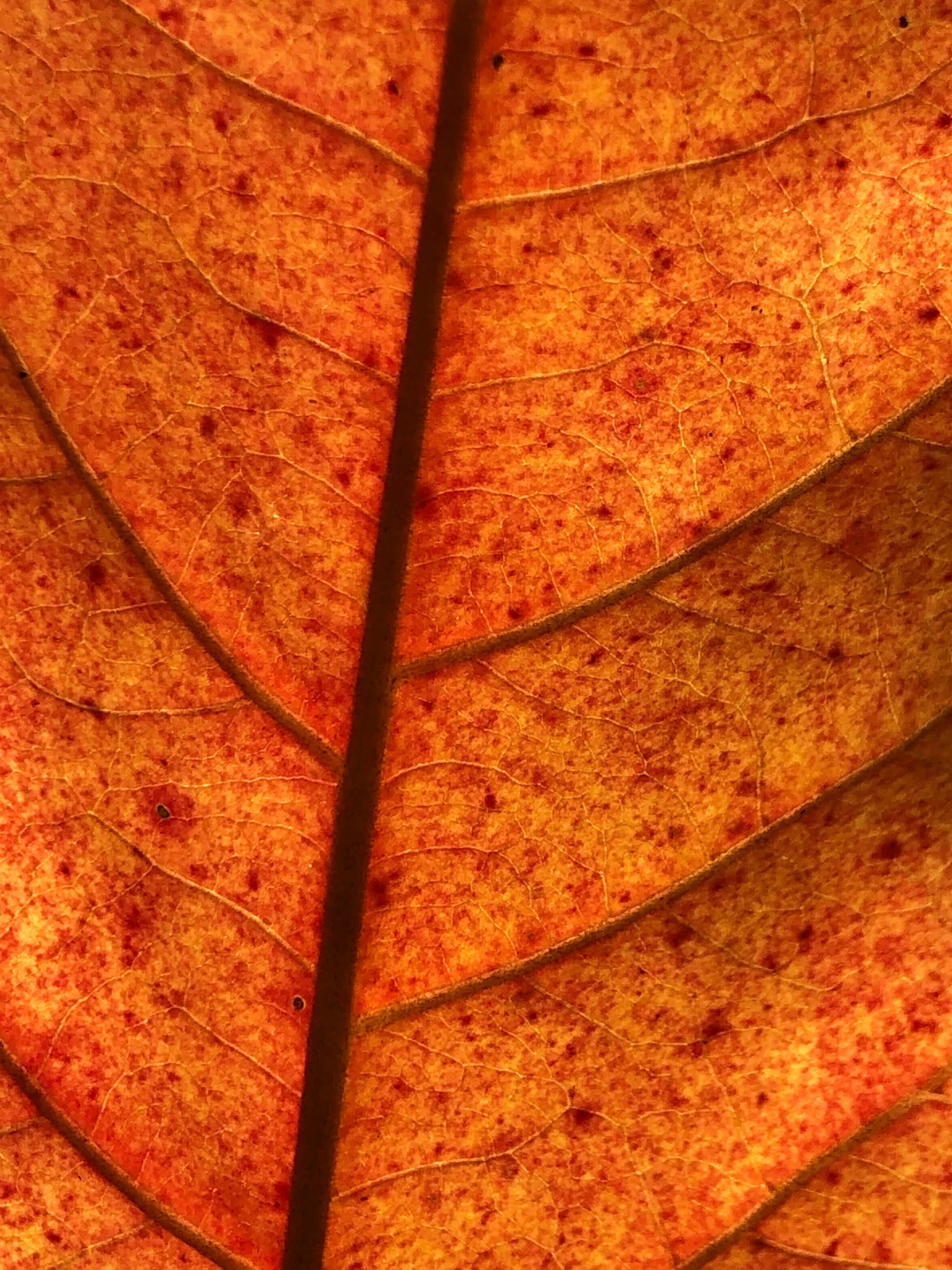 close up po of leaf showing tiny scratches