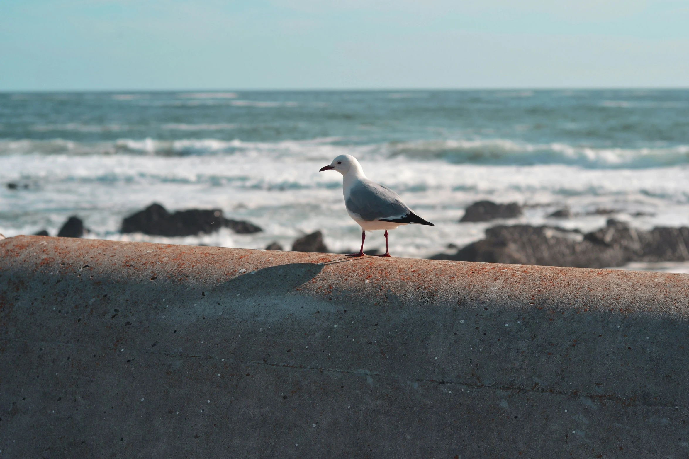 seagull standing on ledge overlooking ocean in front of water
