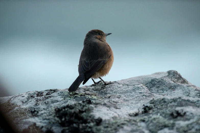 a brown bird is sitting on a snowy rock