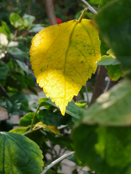 the bright yellow leaves glow in sunlight through the green leaves