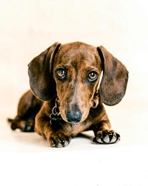 a brown dachshund laying down on a white backdrop