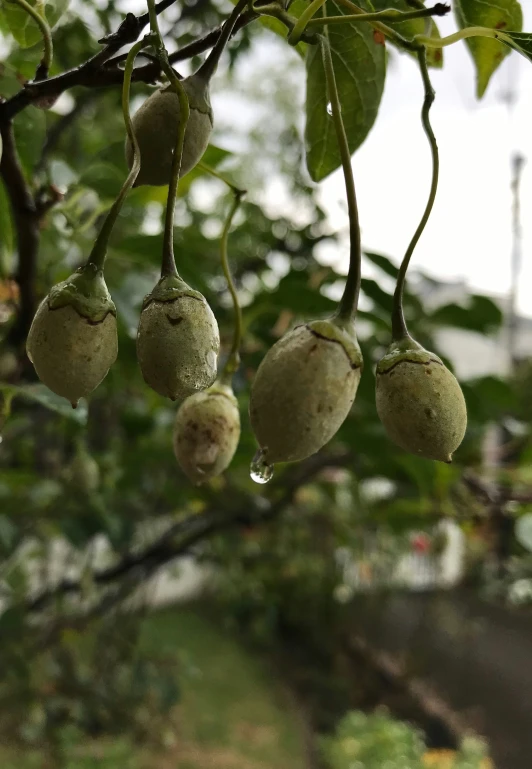 a tree filled with fruit hanging from it's leaves