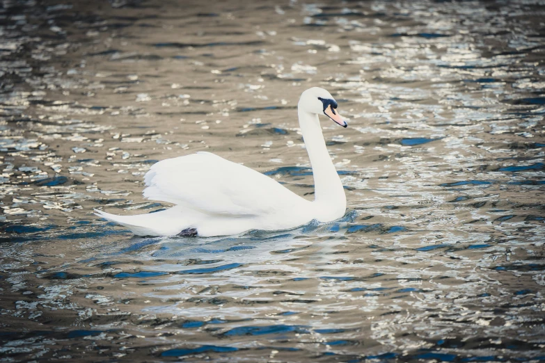 there is a swan that is floating on water