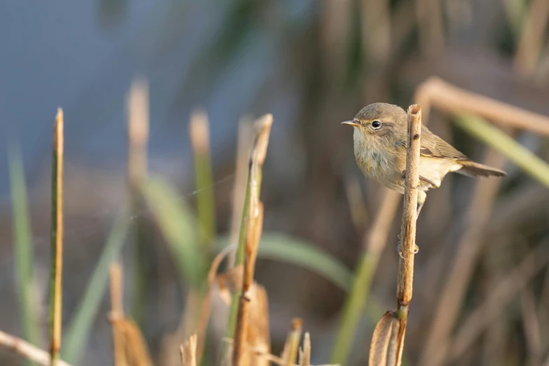 a little bird perched on a stick in the grass