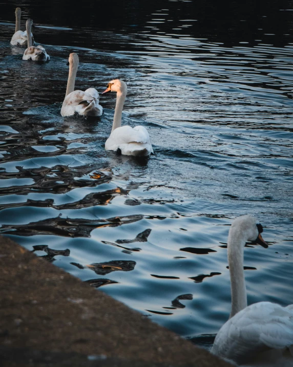 some swans are swimming in the water