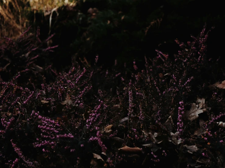 a purple bush with leaves and purple flowers