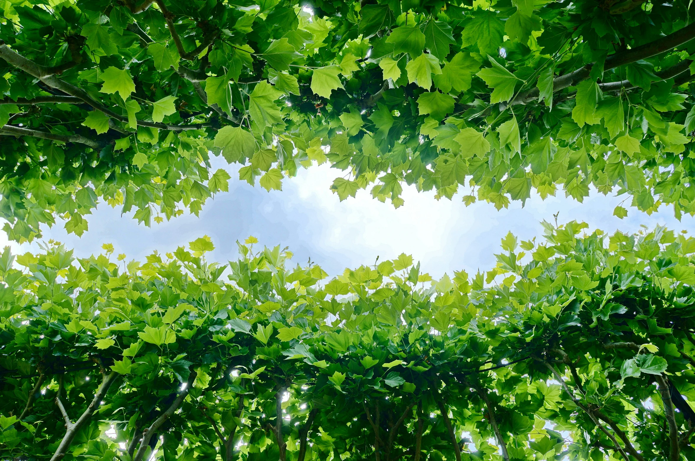 the nches and leaves of a tree are shown