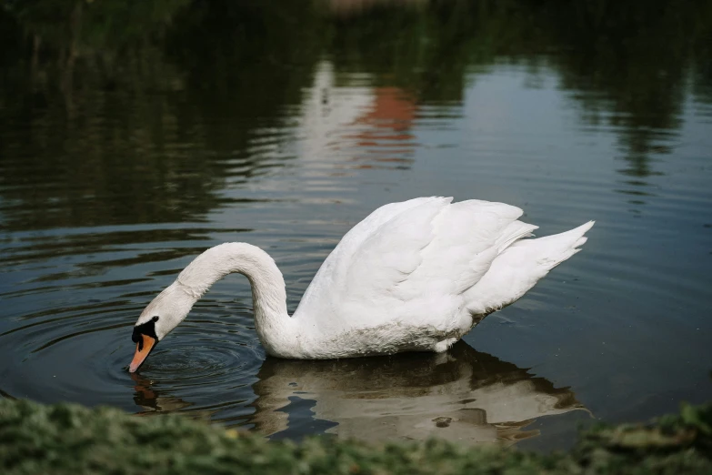 white swan with neck and wings is swimming