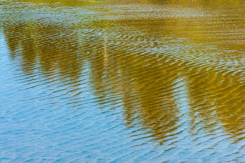 an animal that is standing in the water