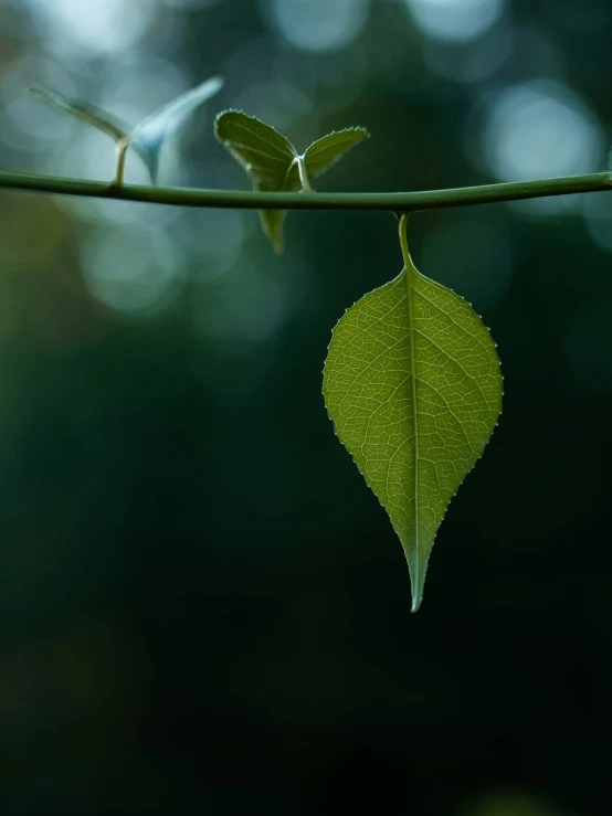 a tree nch with a leaf attached to it