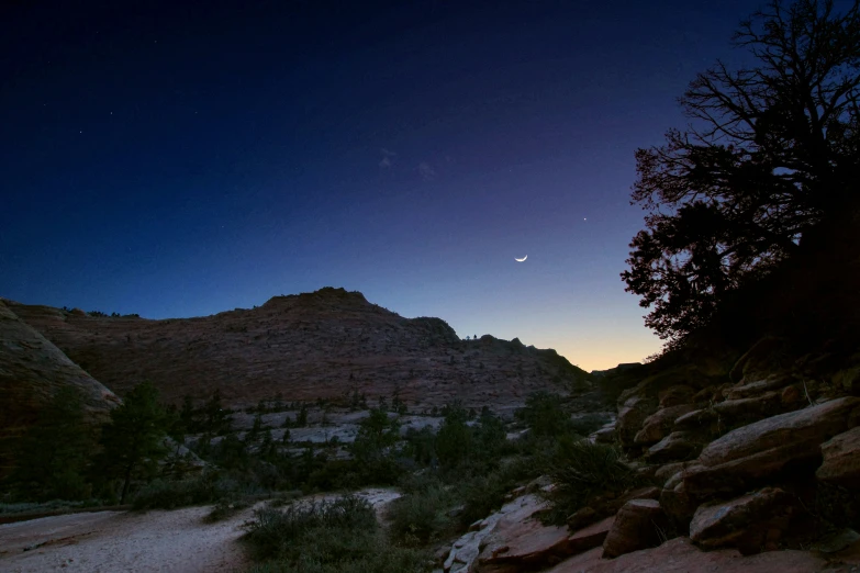 the night sky and trees are lit by moonlight