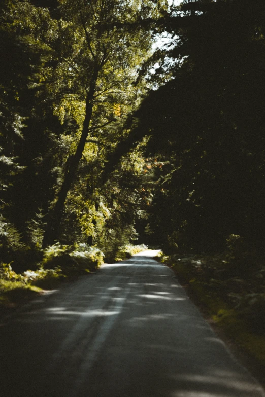 the road is lined with trees and bushes