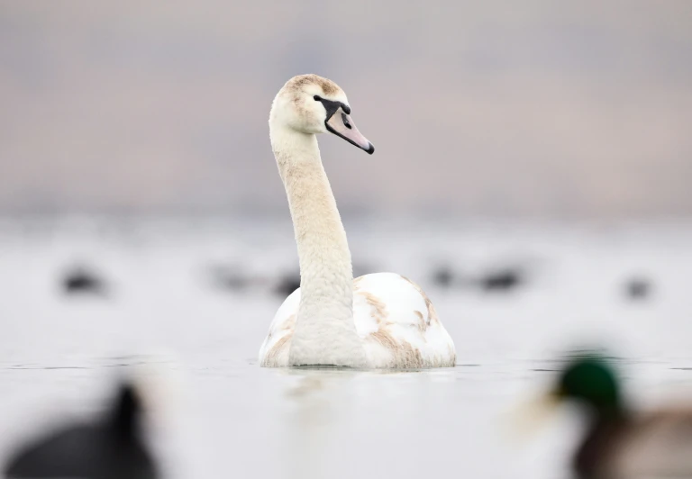a white swan is swimming on the water