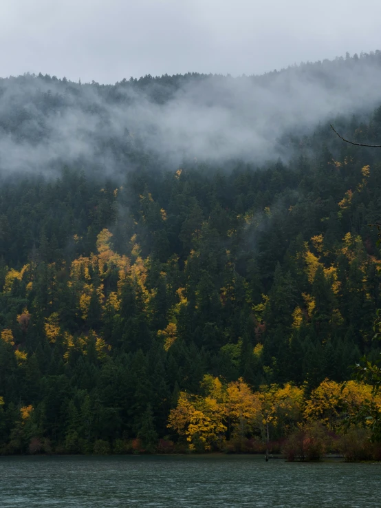 fog moving off the trees on the side of a mountain