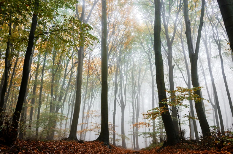 a foggy wooded area filled with lots of trees and yellow leaves