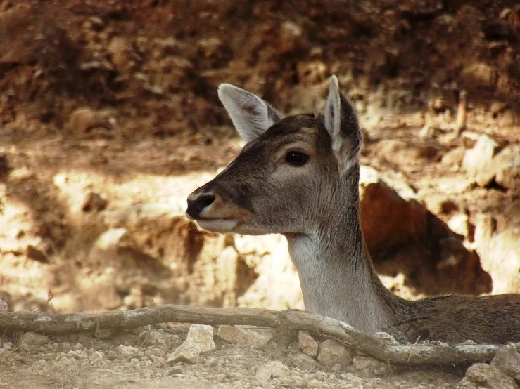 a deer is resting in a rocky area