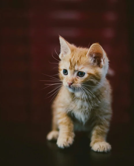 an adorable little orange kitten looking off into the distance