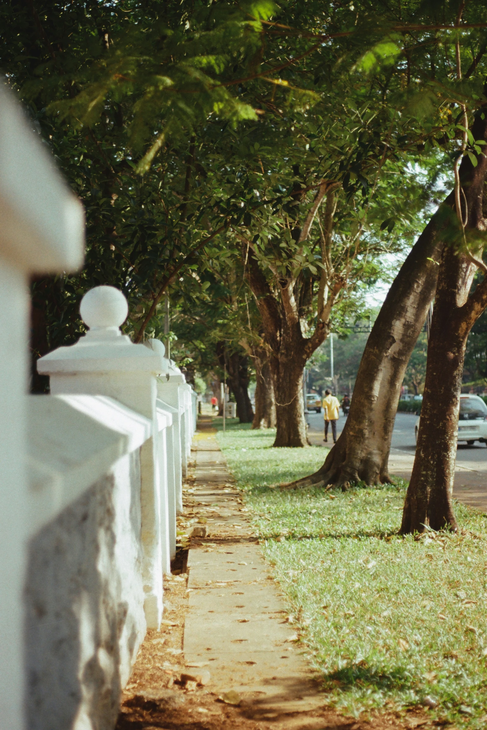 trees line the path beside a parked car