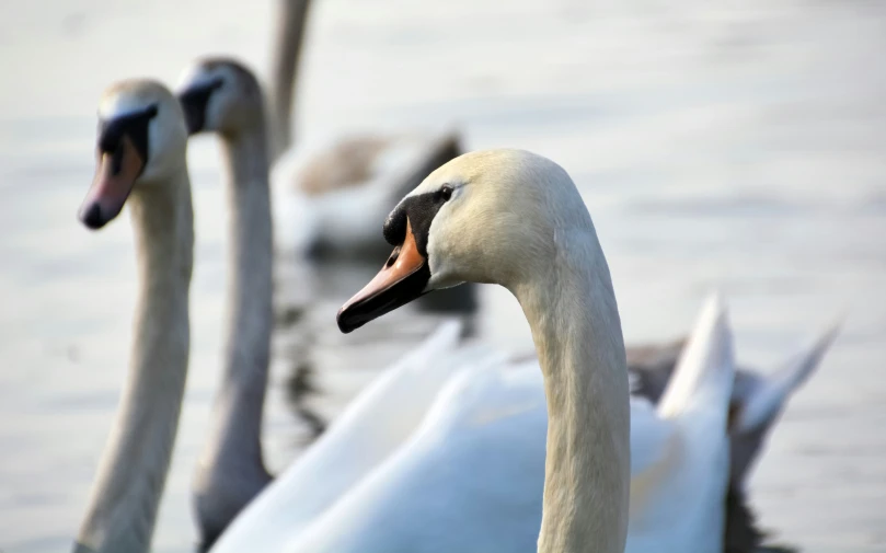 two swans swimming close together in the water