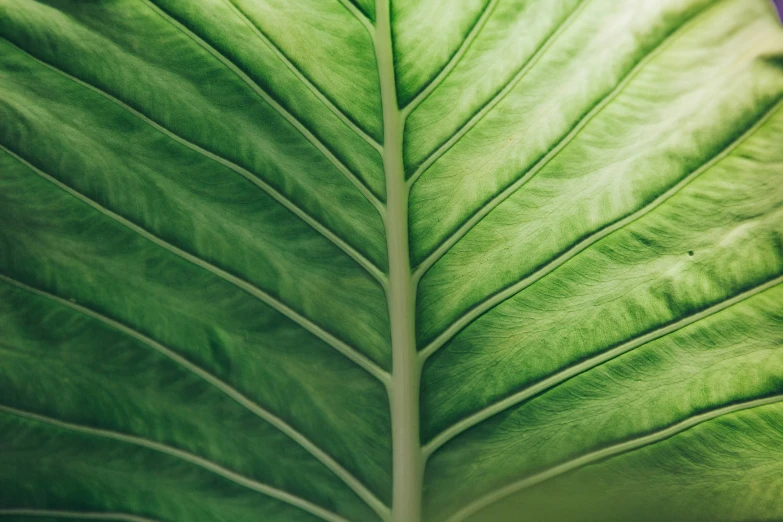 a large green leaf with lines on it