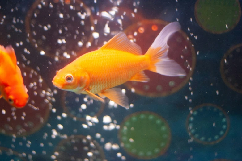 two gold fish swimming in a glass tank