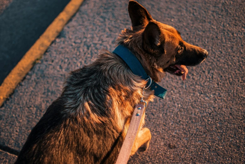 a dog with a collar sits on a sidewalk