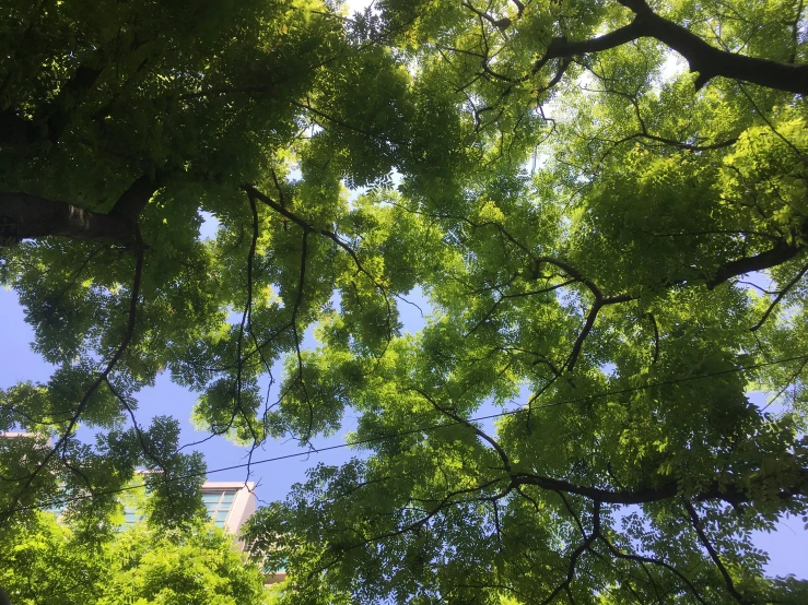 some very big pretty green trees outside