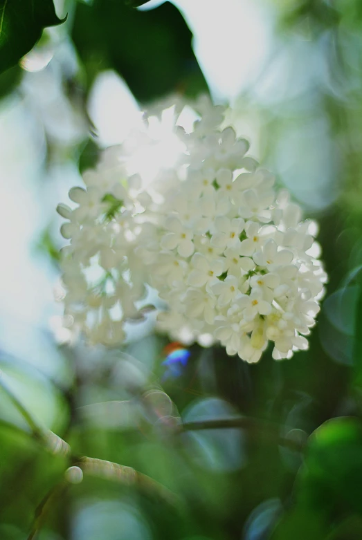 a white flower with lots of green leaves