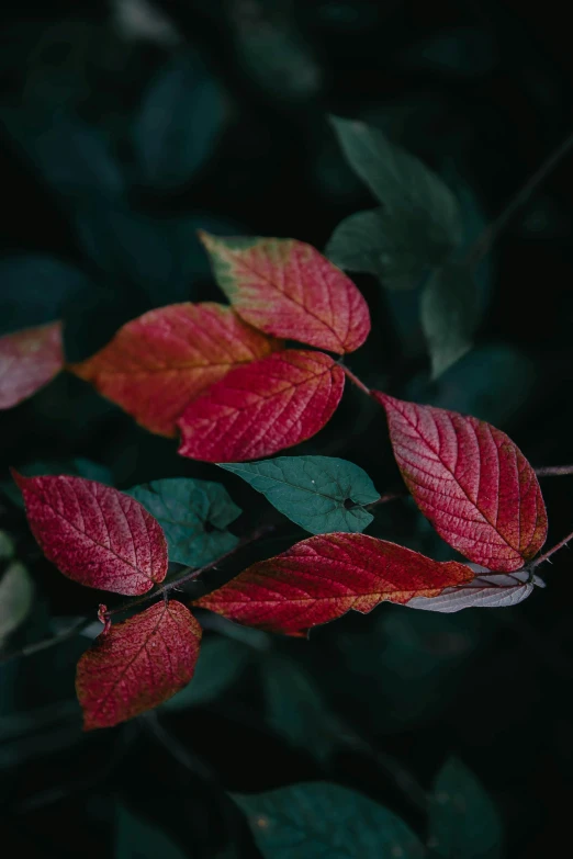 red and green leaves on a nch with green leaves