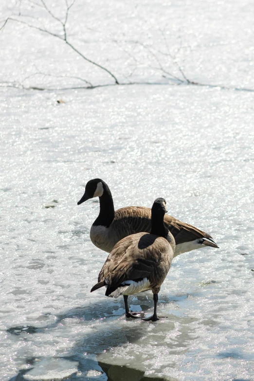 two ducks stand on top of ice and stand in the water