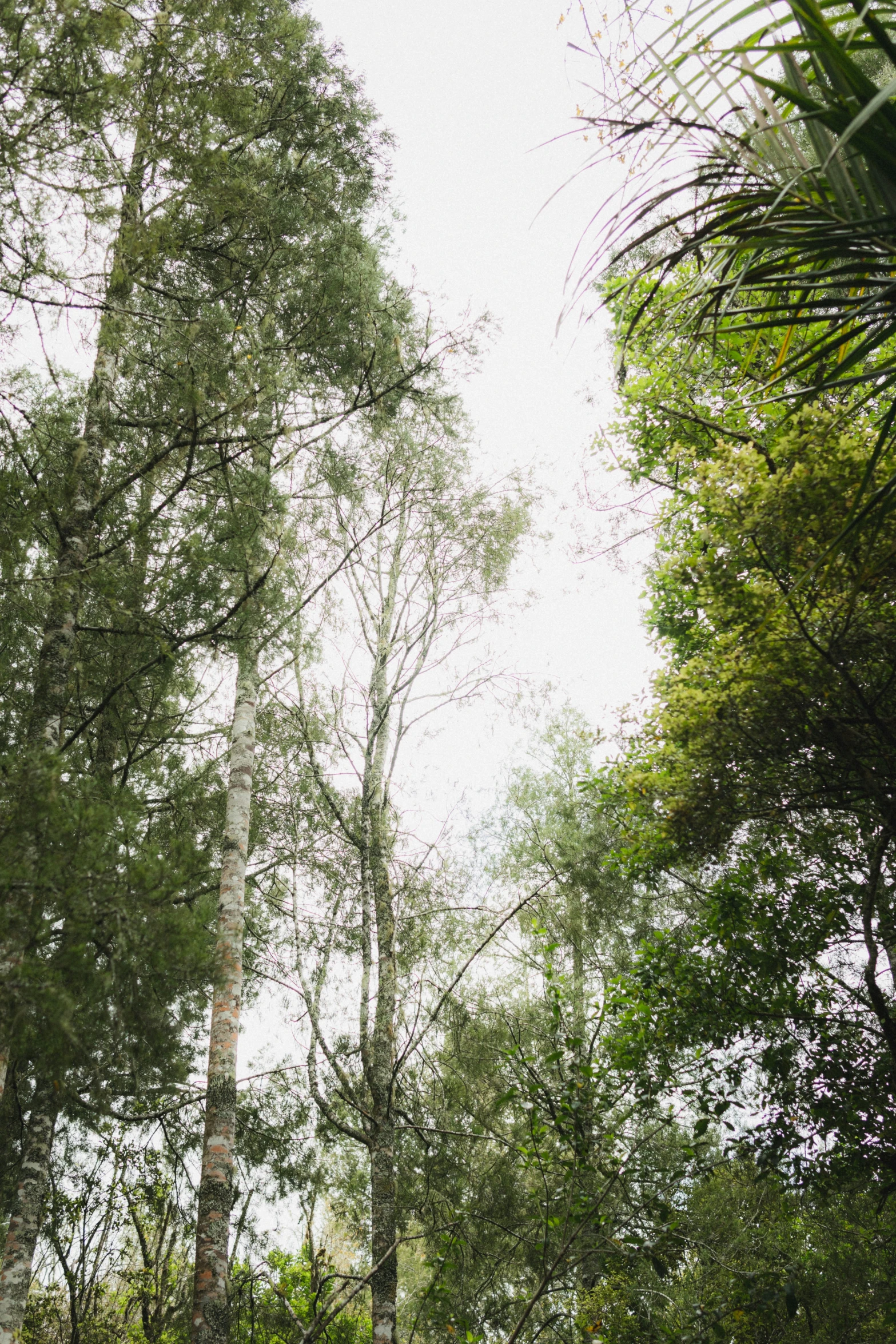 the view up into the trees on a beautiful day