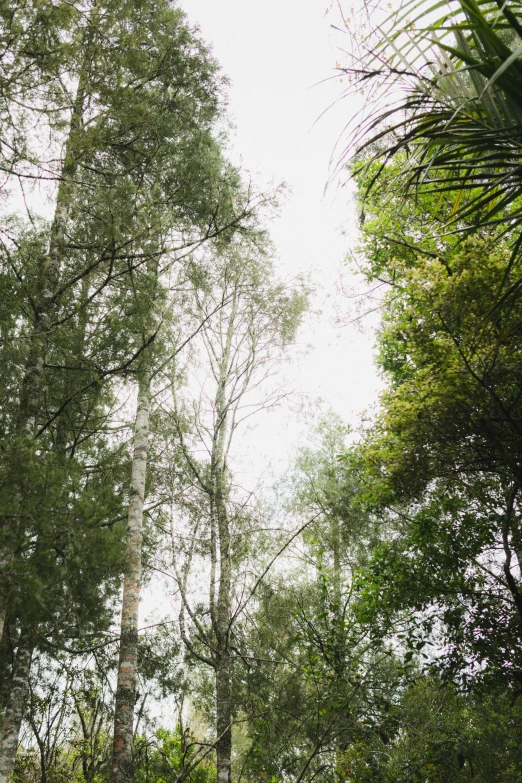 the view up into the trees on a beautiful day