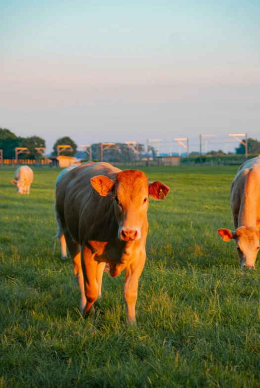 a herd of cattle grazing in a grass covered field