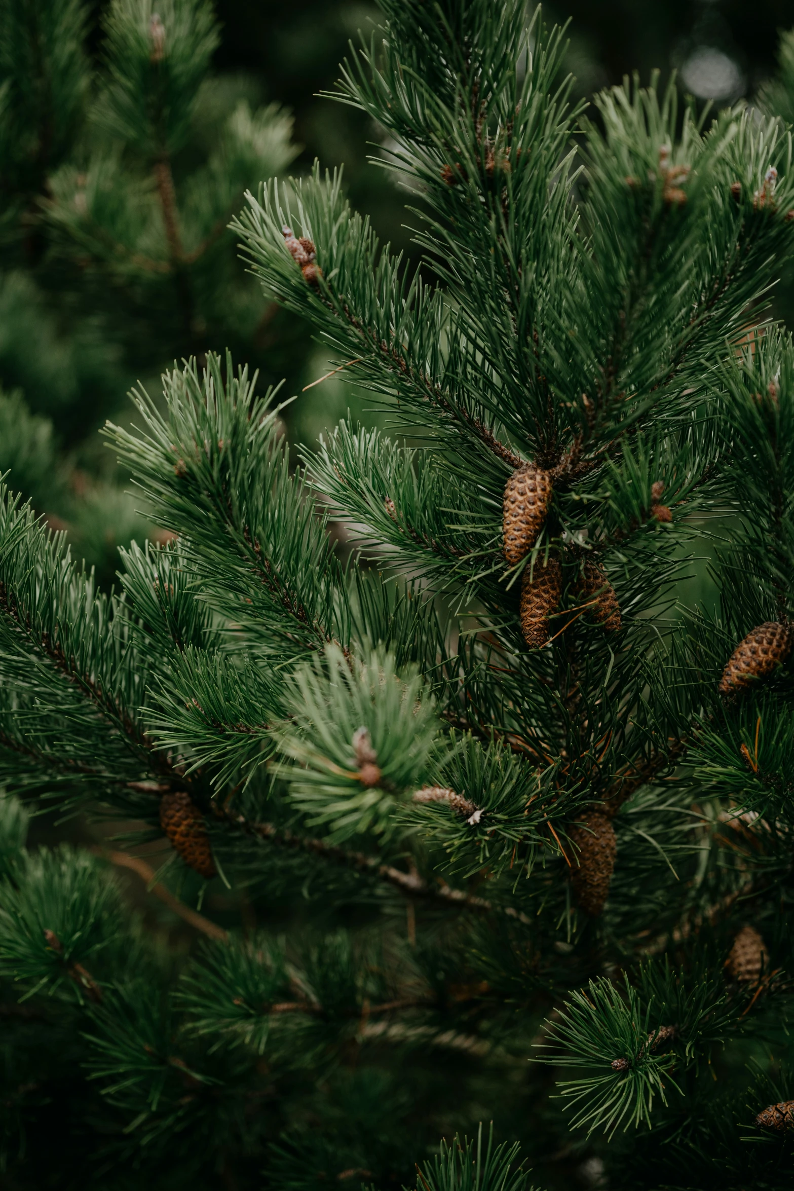 the close up view of a pine tree's needles