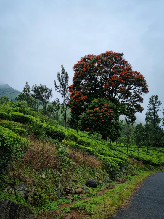 there is a tall tree sitting on a hill side