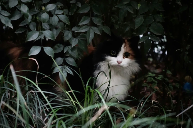 the cat is peering around from under a tree