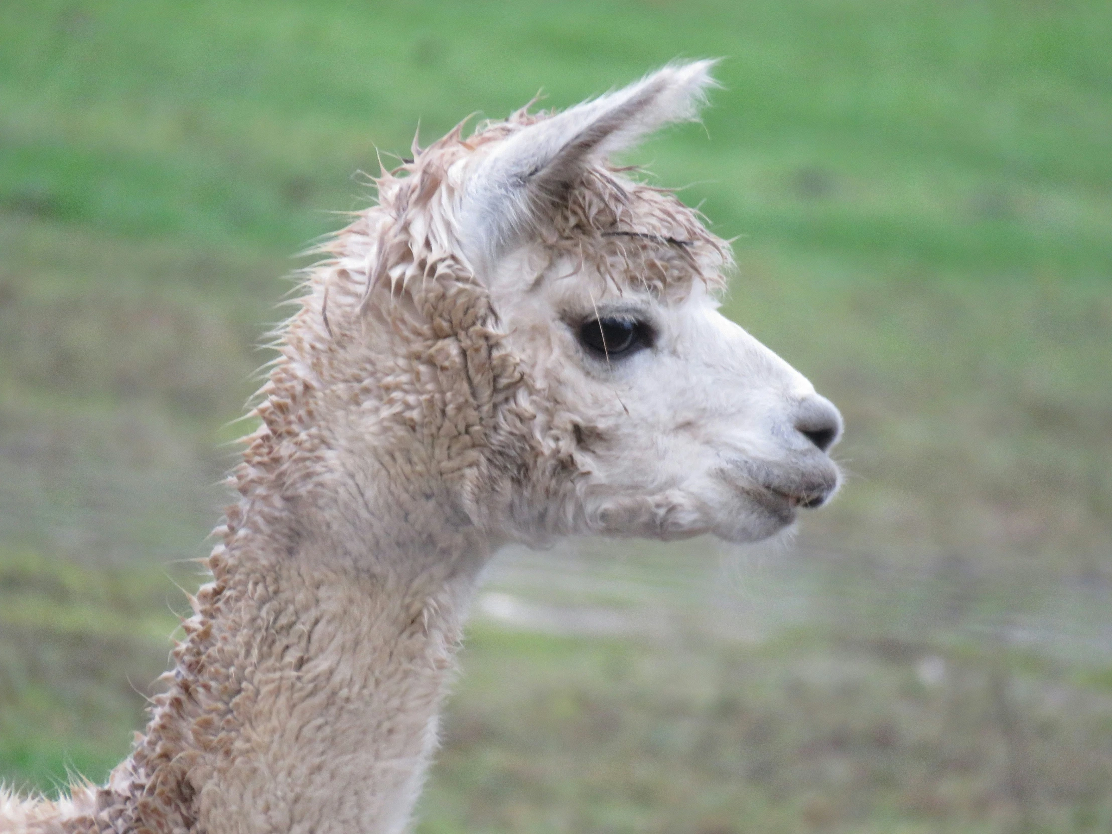 a close up of an alpaca on the grass
