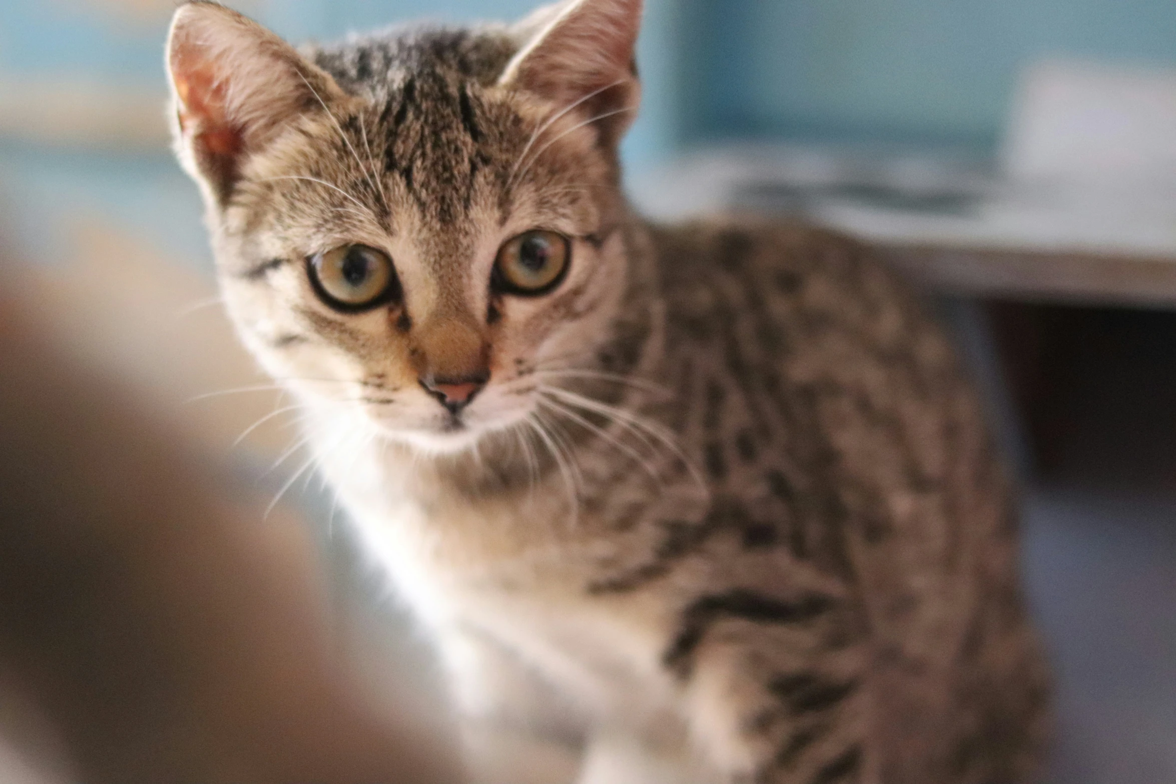 small kitten on a wooden floor near chair