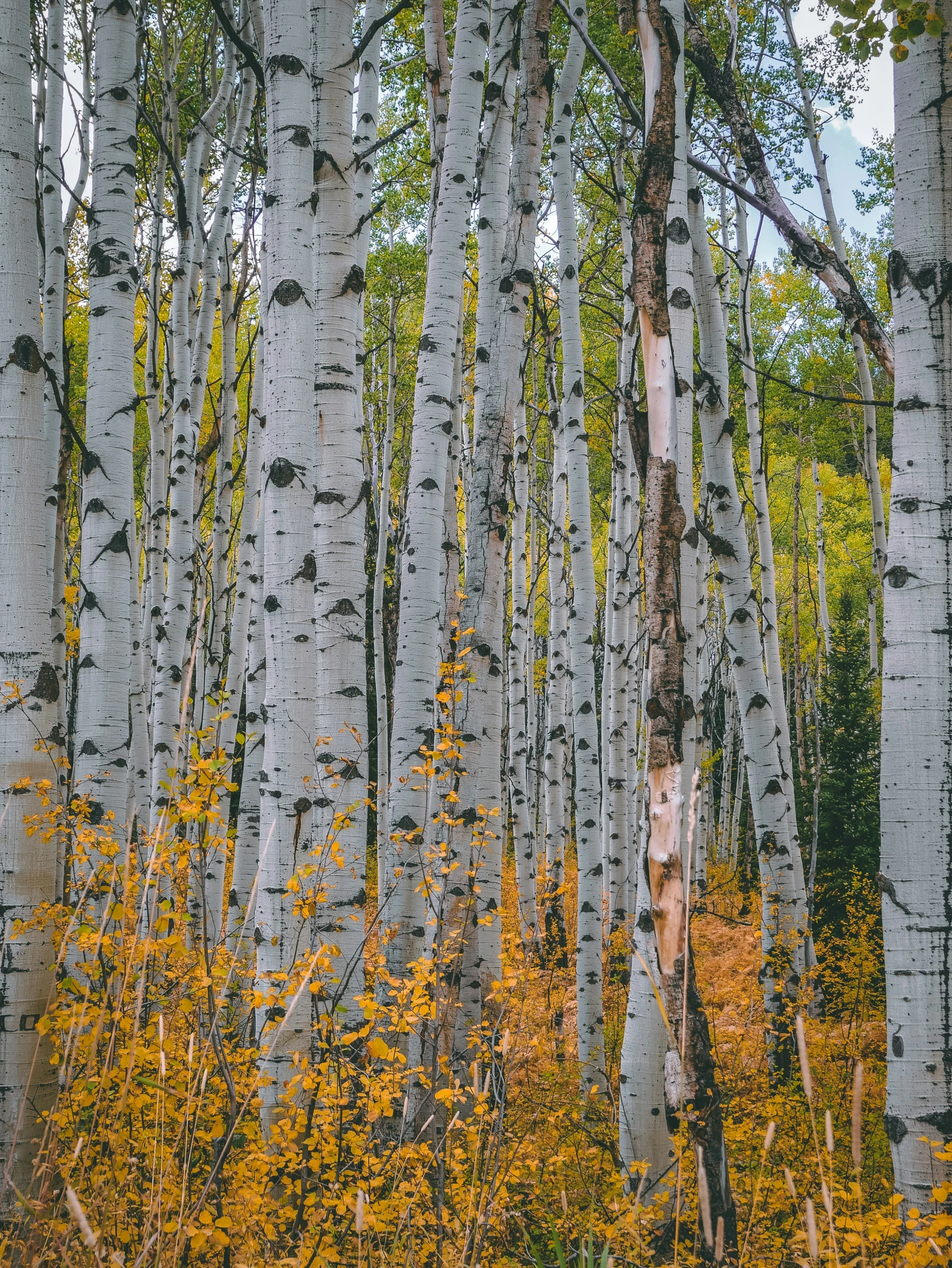 the ground is full of trees and leaves