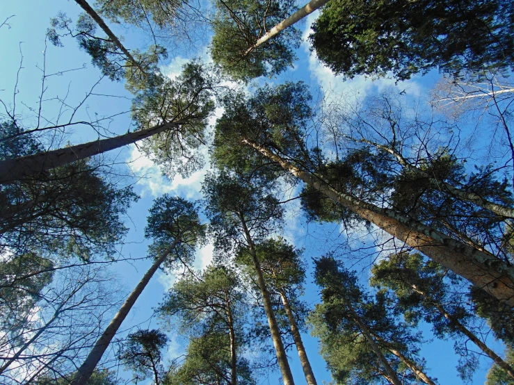 looking up into the trees in a pine forest